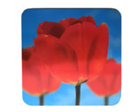 Набор Tulip Trio, 6 шт.